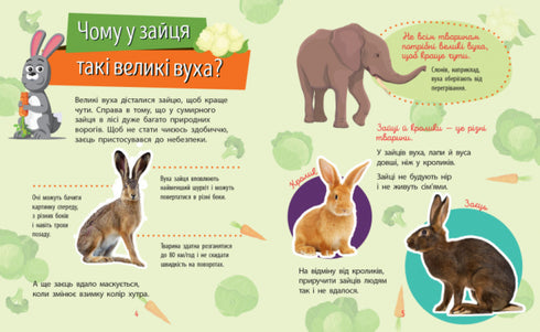 Perché sei così carino? Animali